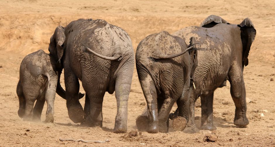 Un troupeau d'éléphants africains marchant ensemble sur le paysage de savane sèche du Parc des éléphants d'Addo, Afrique du Sud