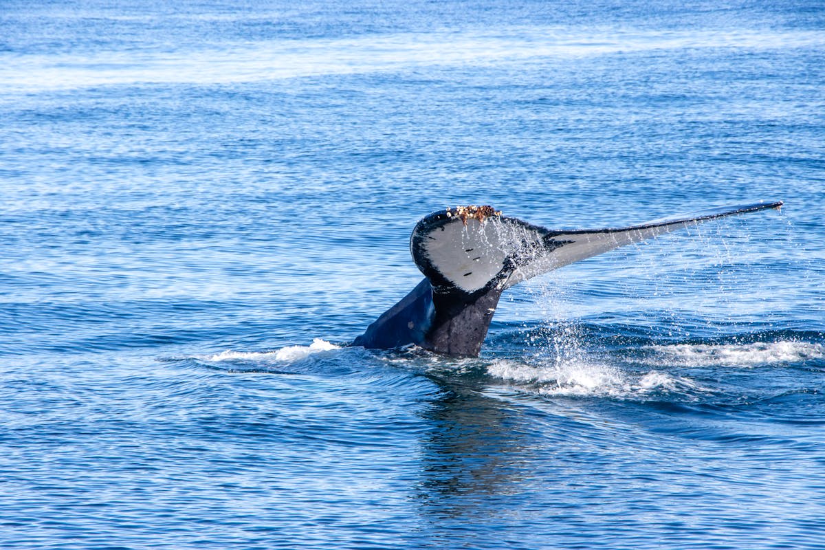 The dramatic Walker Bay coastline at Hermanus during whale season
