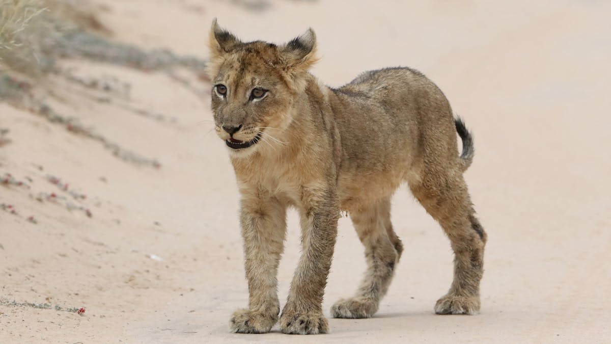 Red Kalahari dunes under a vast sky in the Kgalagadi Transfrontier Park