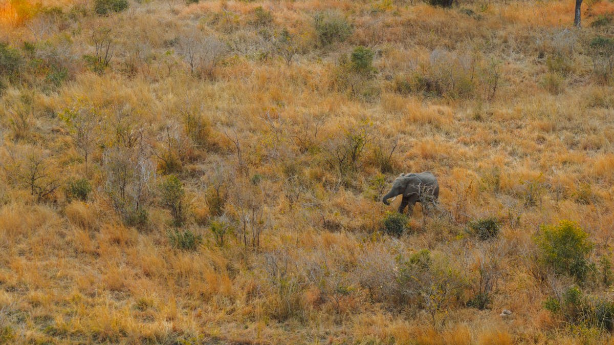 Elephants in Kruger National Park
