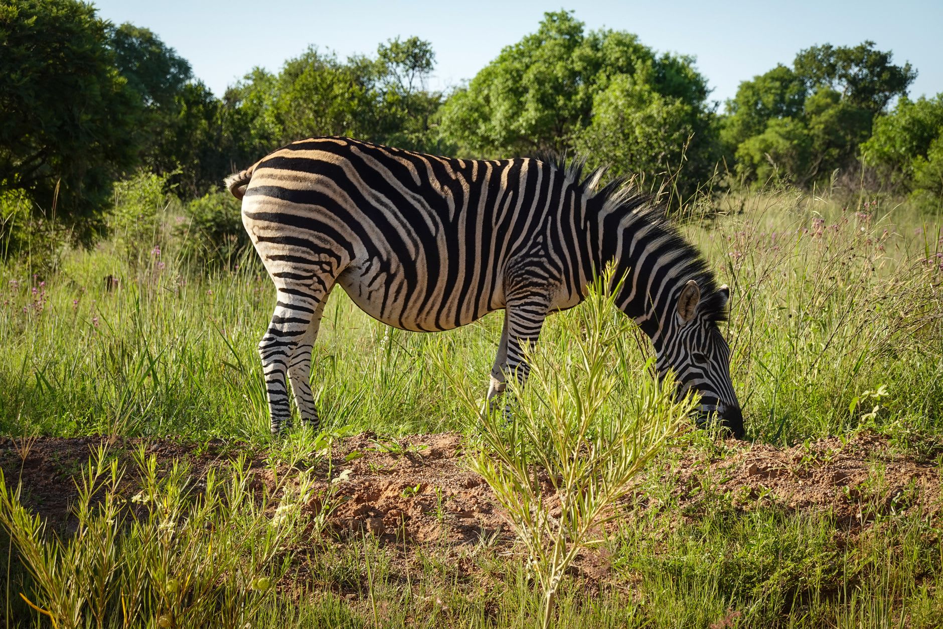 Zèbres broutant dans la savane ouverte du Parc National Kruger
