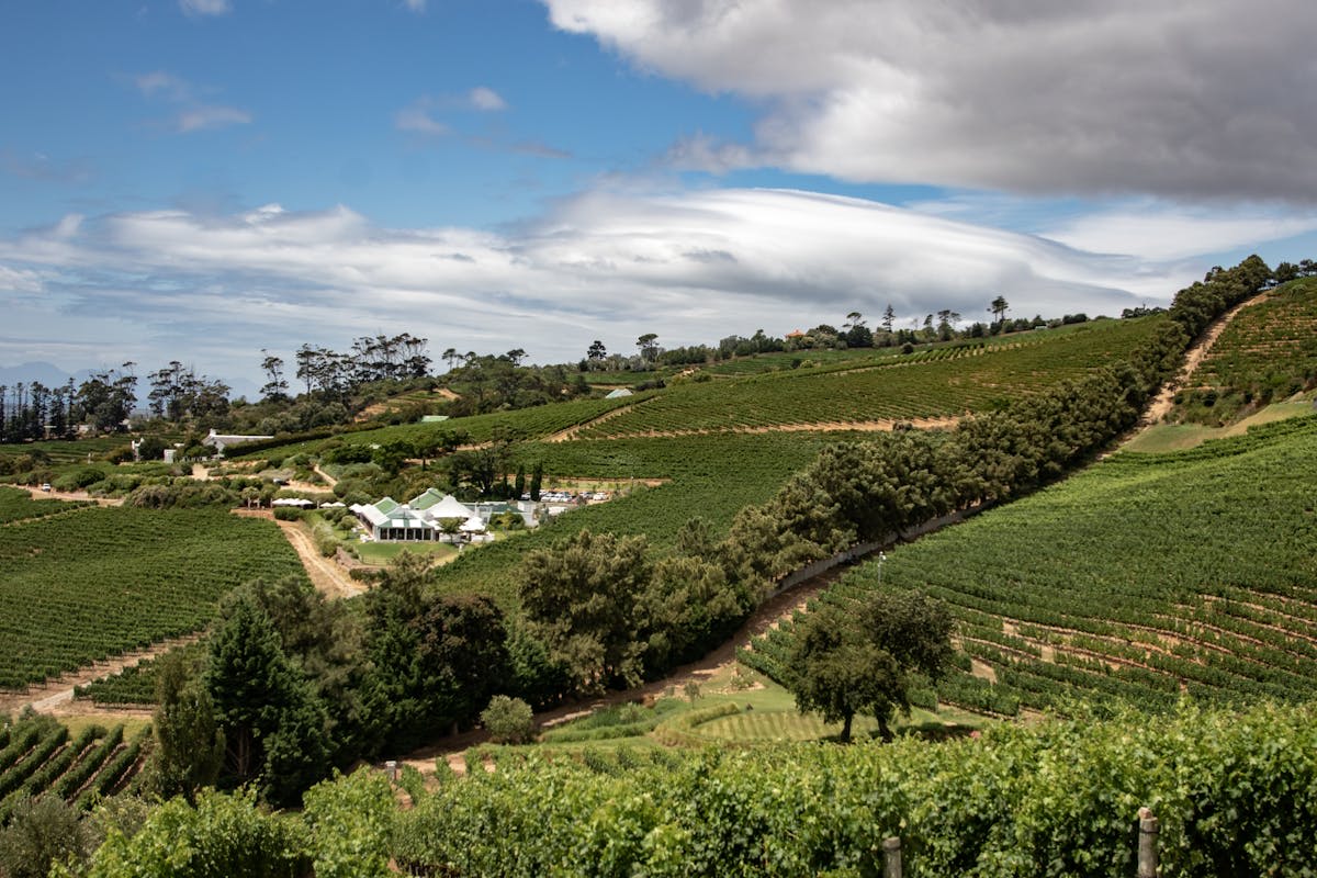 Vineyard rows stretching toward mountains in the Stellenbosch Winelands