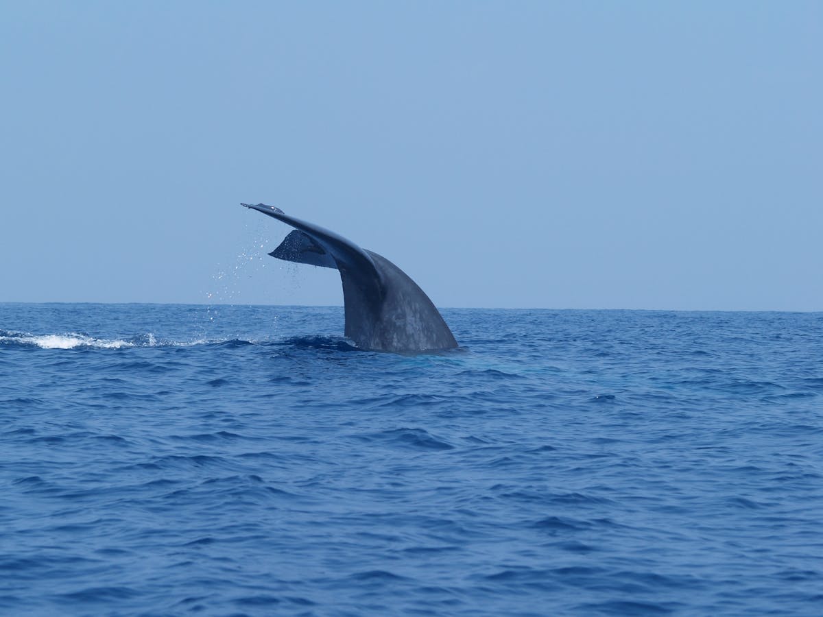 Whale watching boat on the calm waters off the coast of Mirissa