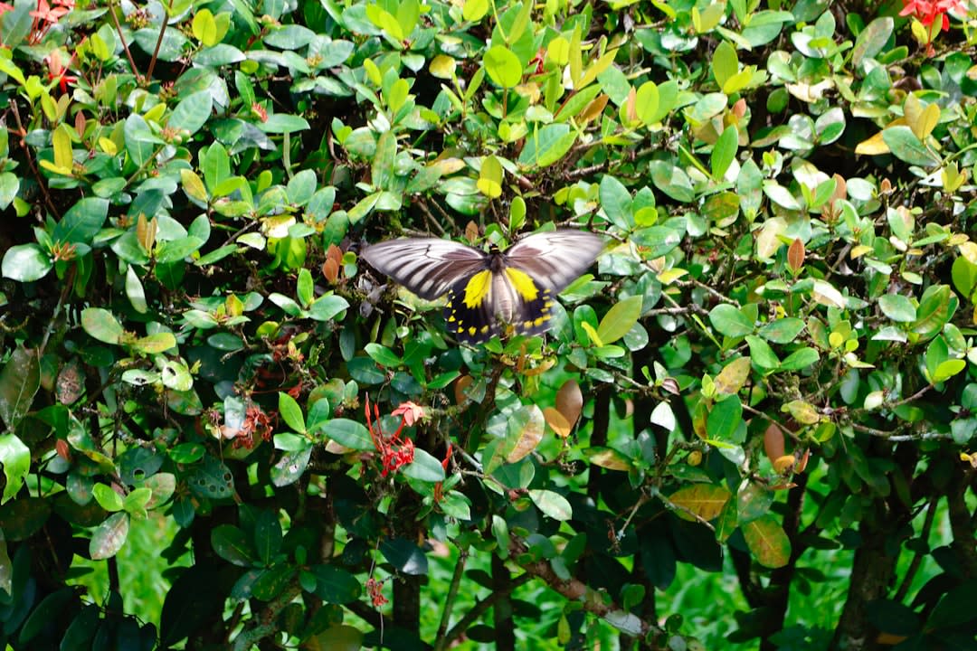 A cluster of butterflies resting on damp rock along the trail near Bantimurung