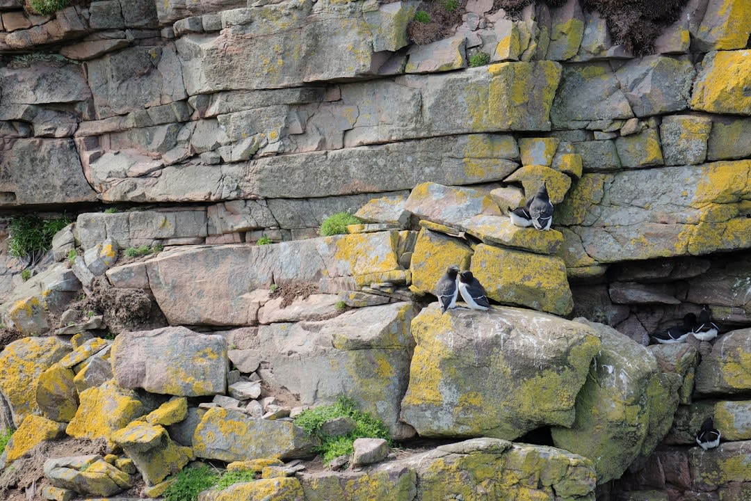 Brünnich's guillemots packed along a ledge on the basalt cliffs of Alkefjellet