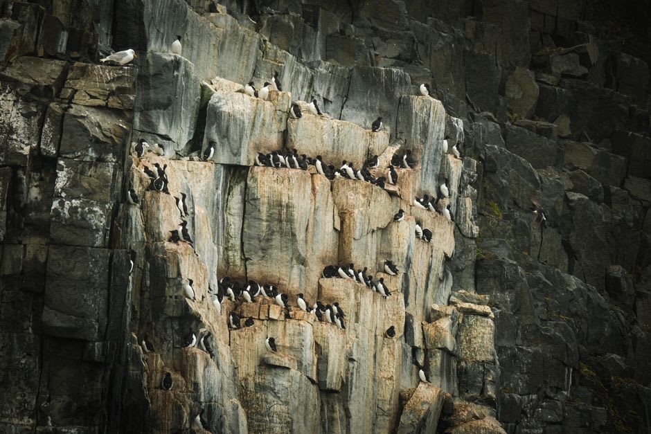 Seabird colonies nesting on the dark cliff faces below Miseryfjellet