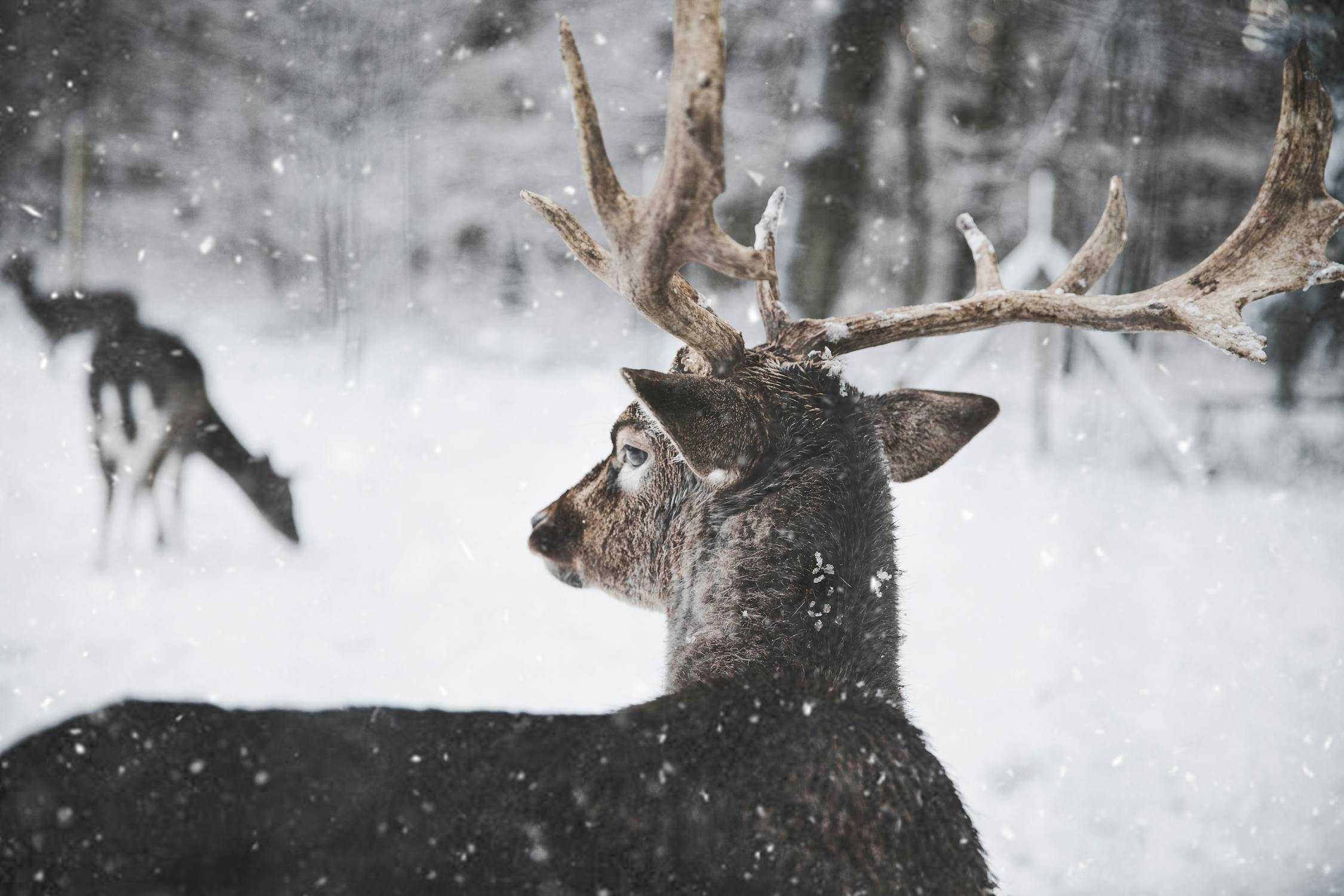 Reindeer standing in a snow-covered Lapland forest