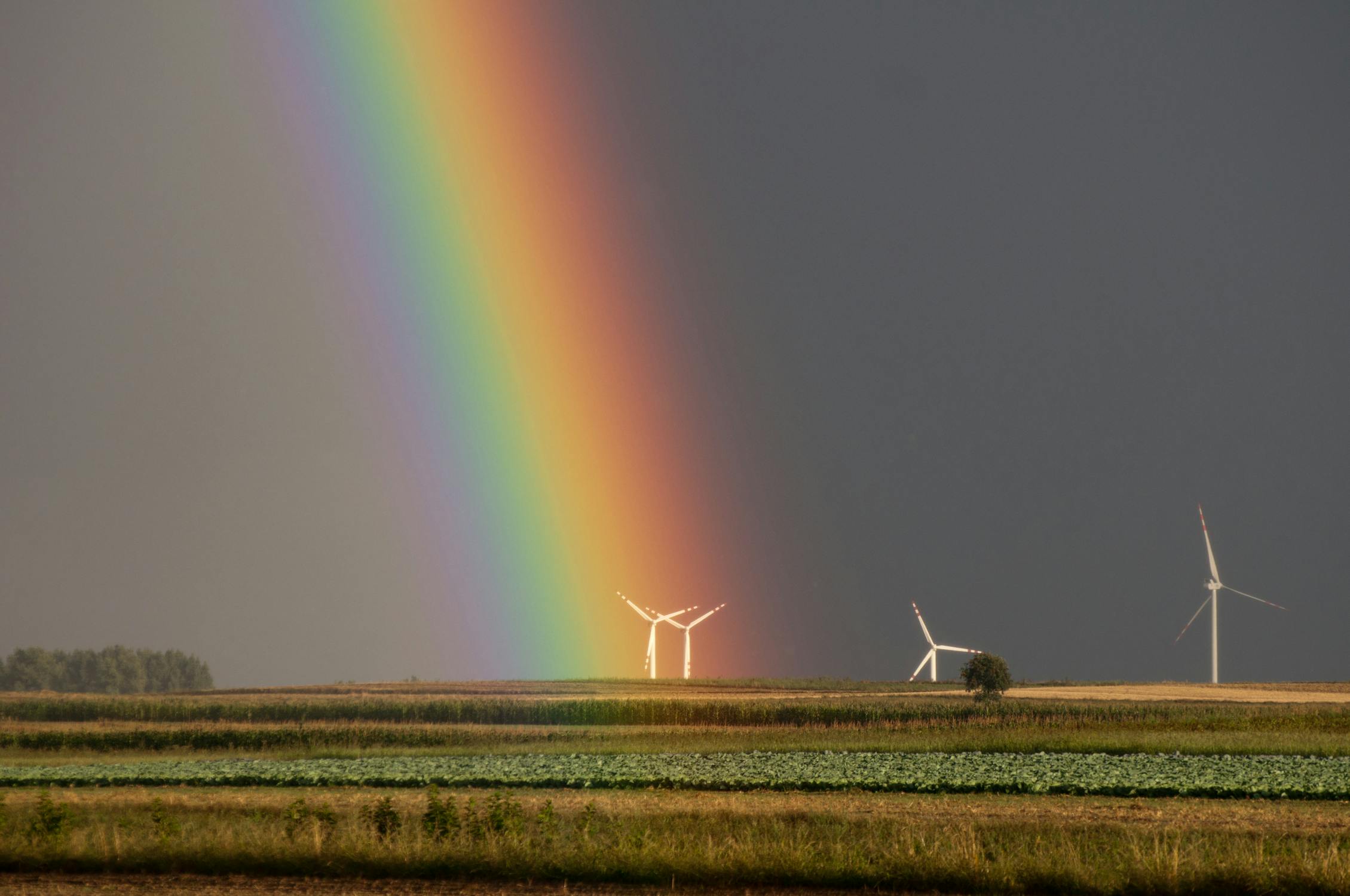 A field with traditional windmills under a wide rainbow sky