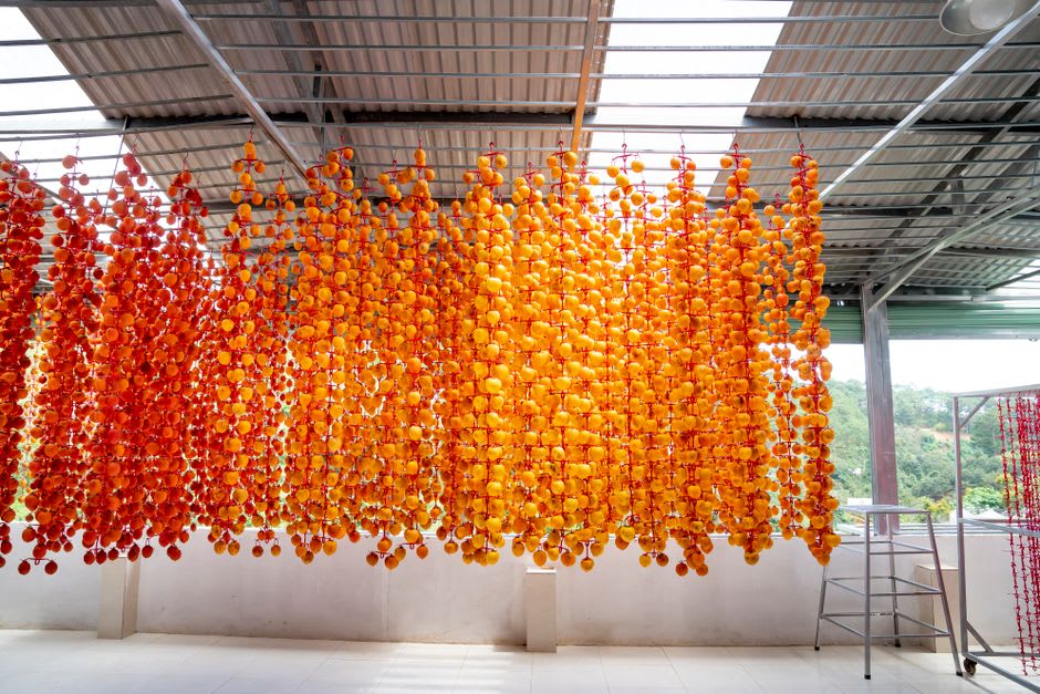 Rangées de kakis orange séchant sur des claies de bambou dans une cour près de la vieille rue de Beipu