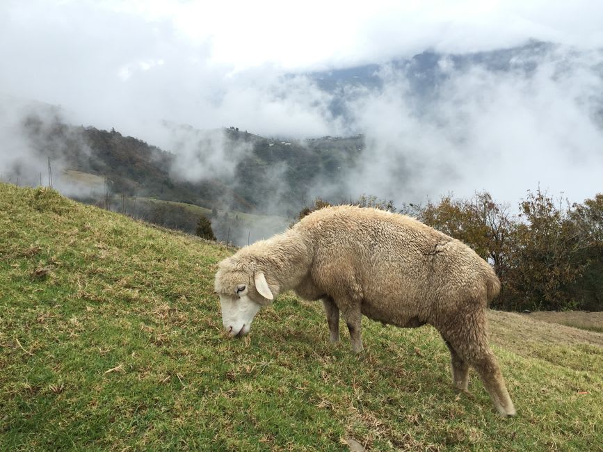 Des prairies vertes en terrasses à Cingjing Farm avec un berger s'occupant des moutons
