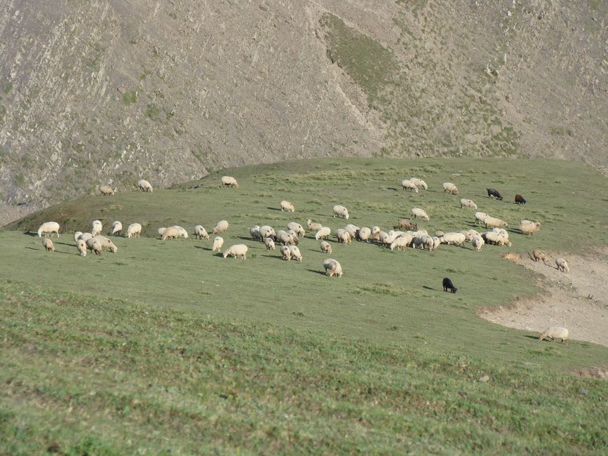 Sheep grazing on the sloped green pasture of Cingjing Farm with clouds settling in the valley below
