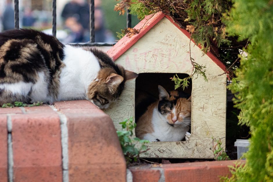 A cluster of cats sleeping in a wooden shelter box built into the old stone steps of Houtong village