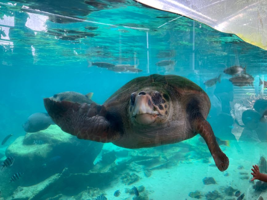 Una tortuga marina rescatada nadando en un tanque de rehabilitación en el acuario de Farglory Ocean Park