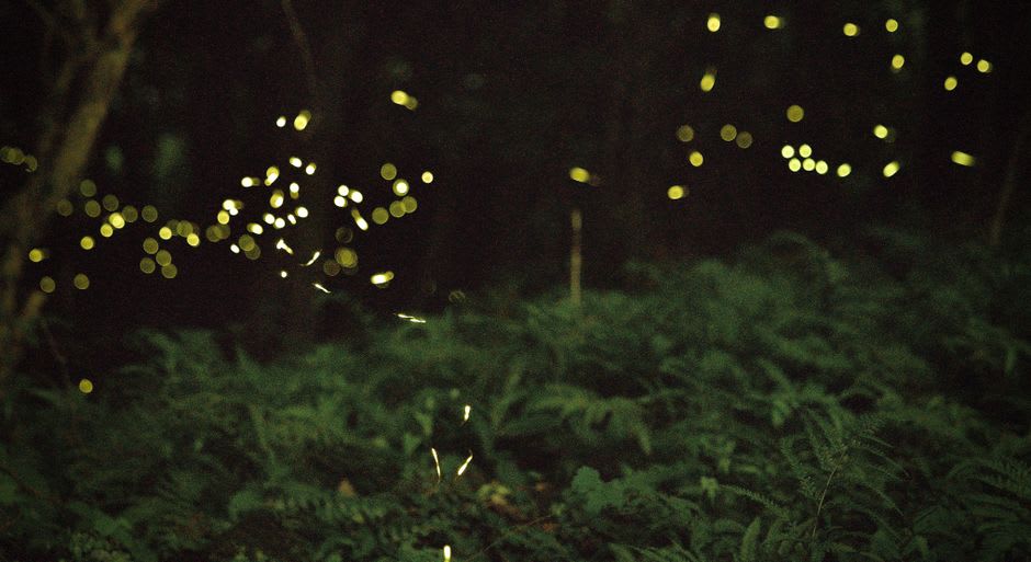 Des lucioles brillant parmi les arbres sombres à la lisière du lac Liyu au crépuscule