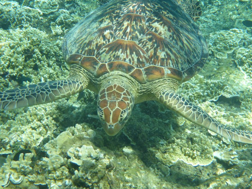 A green sea turtle swimming close to a coral reef in the clear turquoise water off Xiaoliuqiu