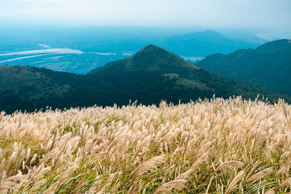 Una ladera en Qingtiangang cubierta de pasto plateado ondeando con el viento, con ganado pastando a lo lejos