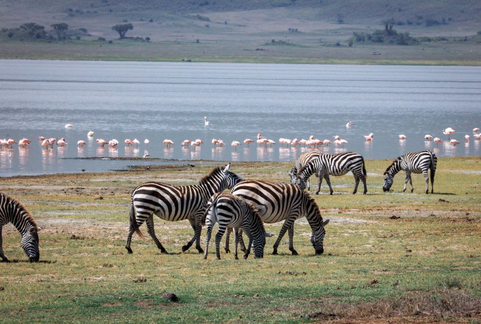 Cebras pastando a orillas del lago Manyara con flamencos al fondo