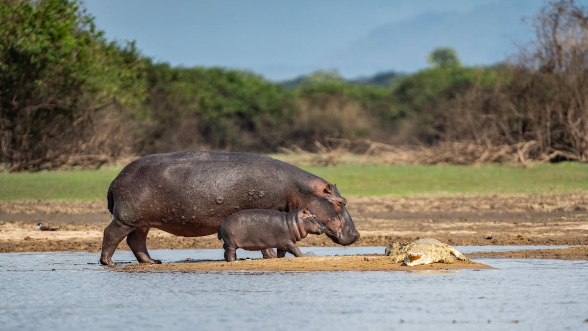 The winding Rufiji River cutting through the vast Selous Game Reserve