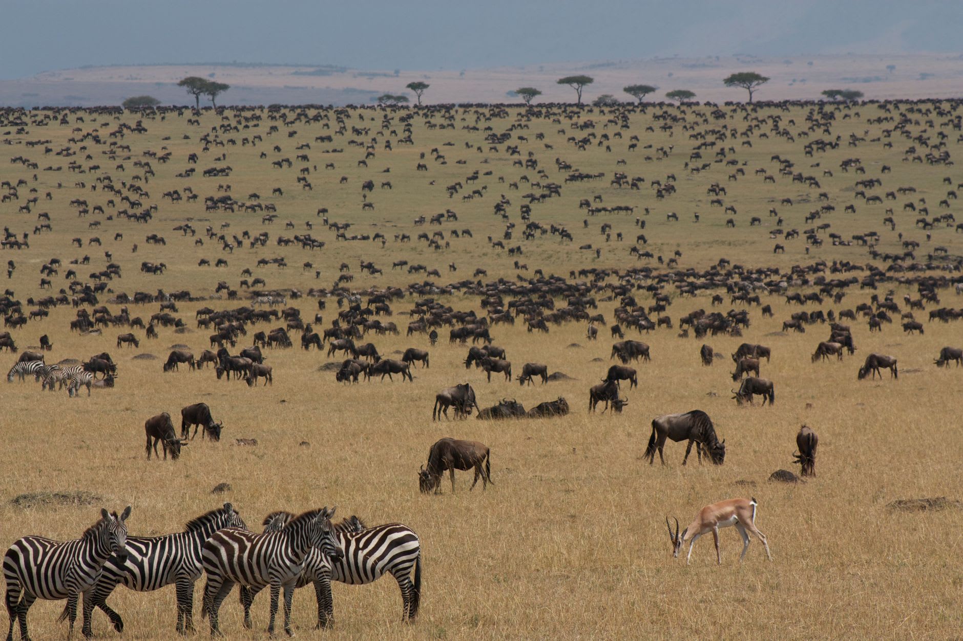 The Serengeti plains at first light, flat golden grass extending to a distant acacia line, a column of wildebeest silhouetted against the horizon