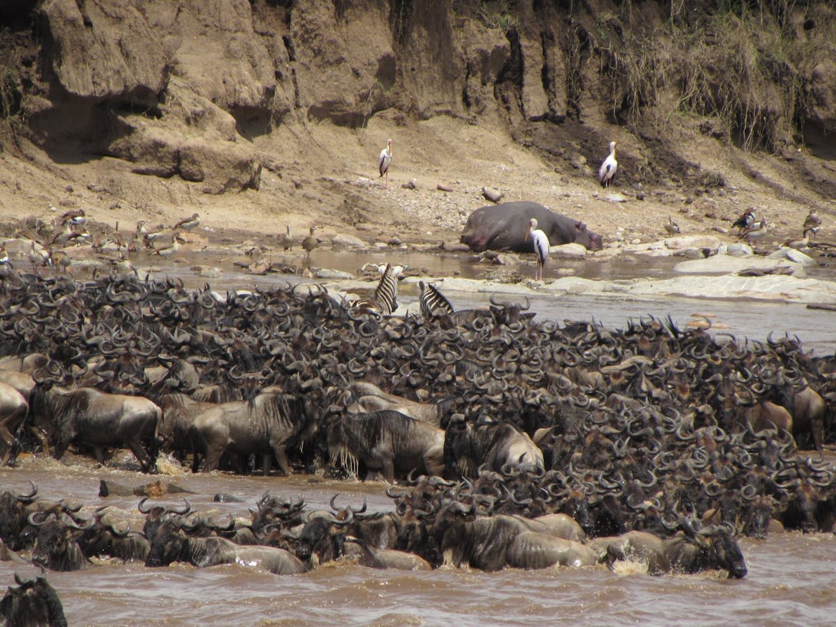 Wildebeest herds moving across the Serengeti plains