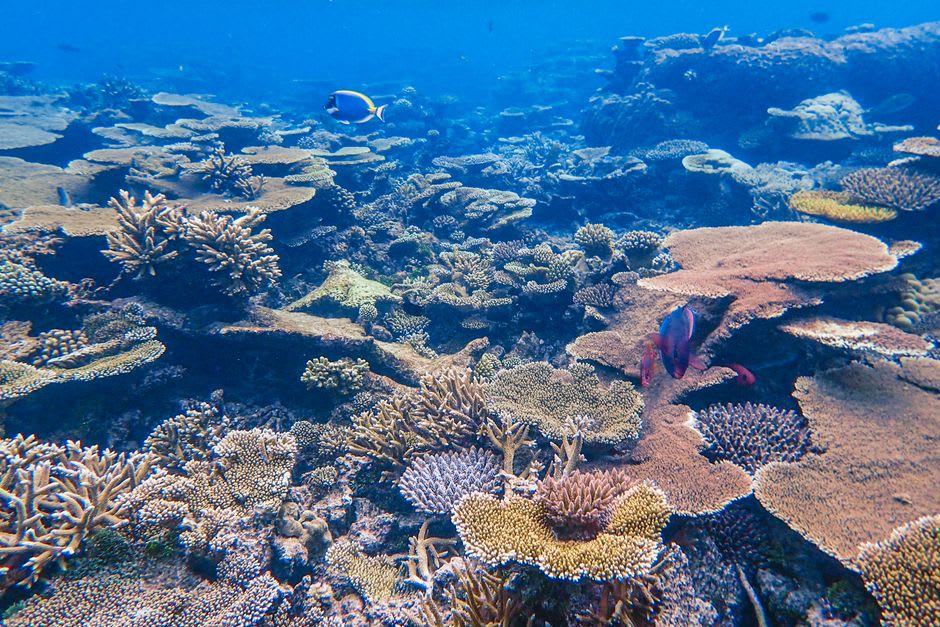 Arrecife de coral y peces en las cálidas aguas del Parque Marino de la Isla de Mafia, Tanzania