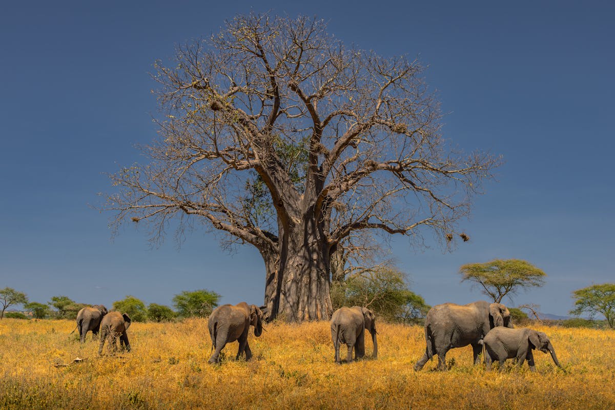 Elephants gathering beneath massive baobab trees in Tarangire