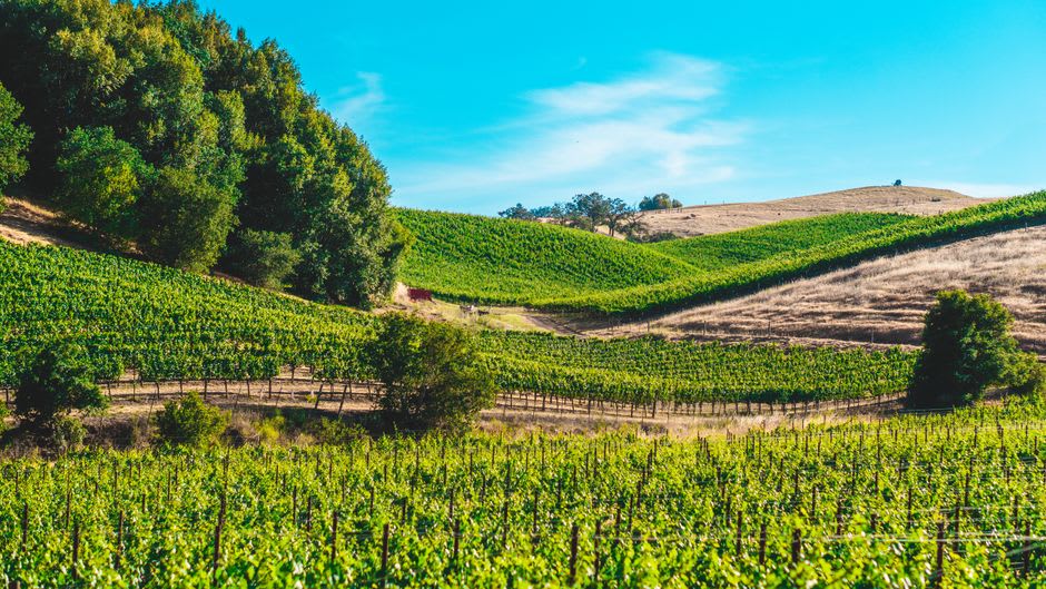 Rangées de vigne le long de la route 290 aux abords de Fredericksburg à l'heure dorée