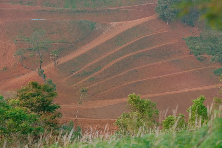 Arbustos de café creciendo en las laderas escalonadas del Monte Agou cerca de Kpalimé
