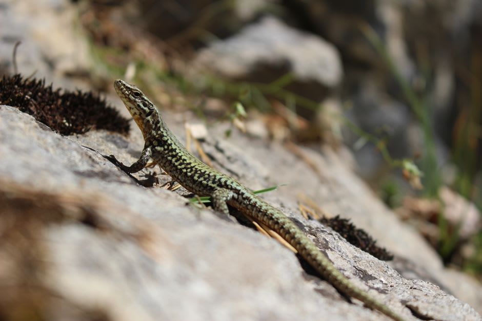 A common wall lizard basking on a sun-warmed limestone rock along the gorge trail