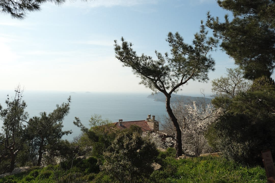 Rows of grapevines on Bozcaada with the Aegean Sea visible in the distance
