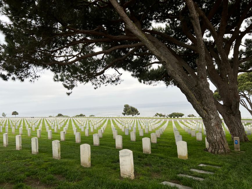 Rows of white headstones under pine trees at Lone Pine Cemetery on the Gallipoli peninsula