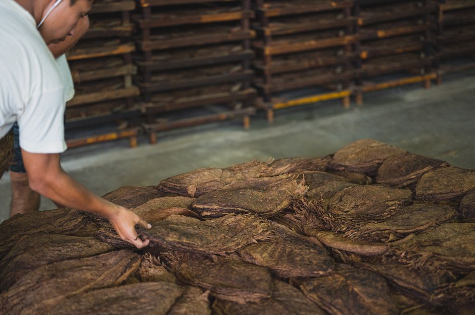 Des feuilles de tabac séchant sur des claies dans la campagne autour de Samsun