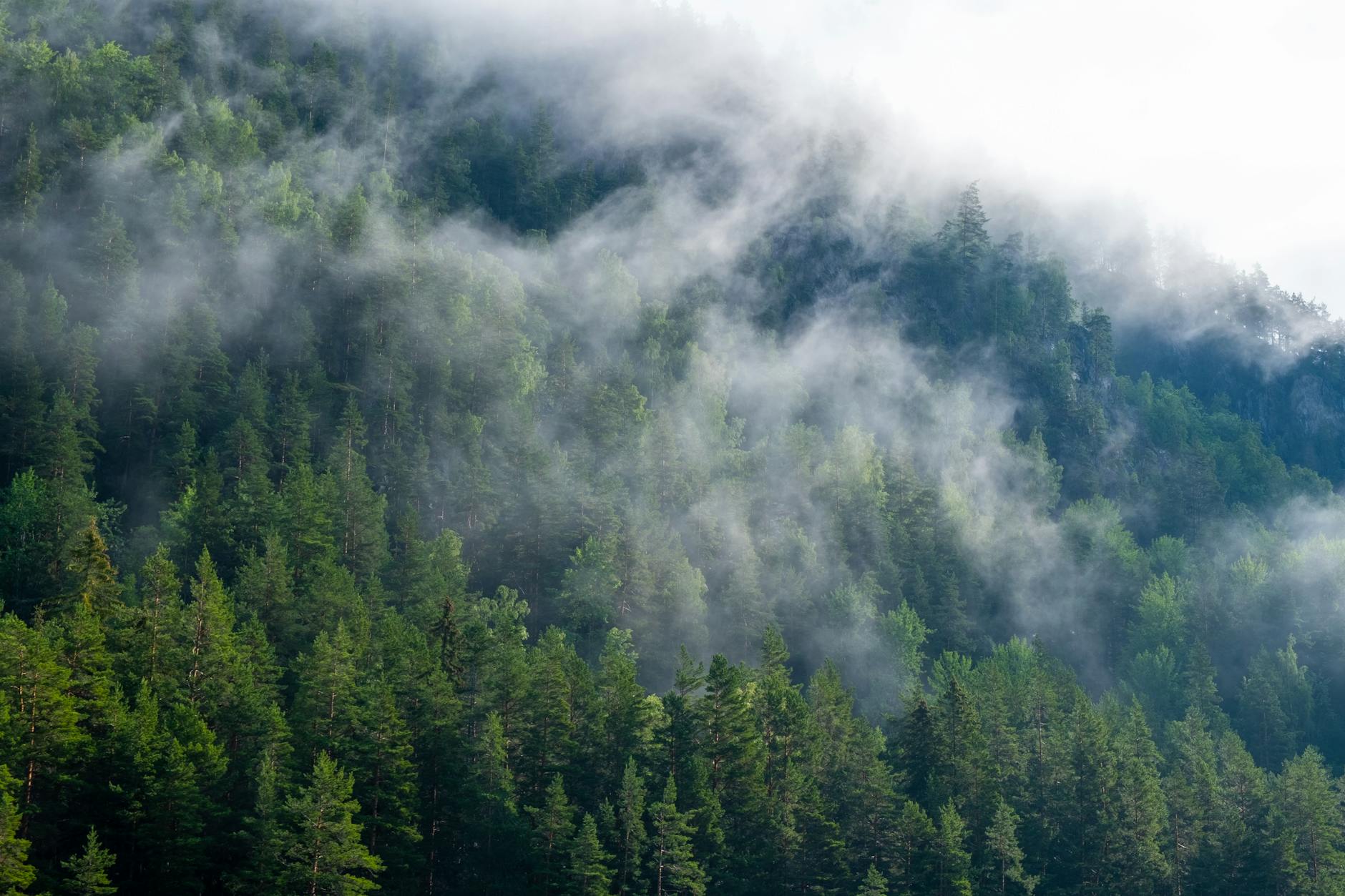 Misty green mountains and forested valleys of the Black Sea region