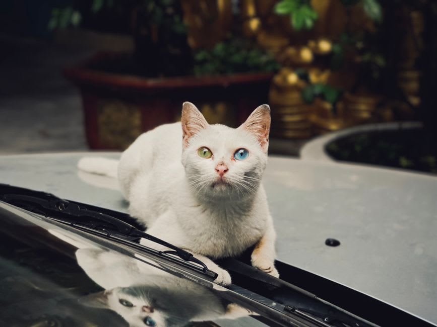 A white Van cat with one blue eye and one amber eye lounging in a sunlit window
