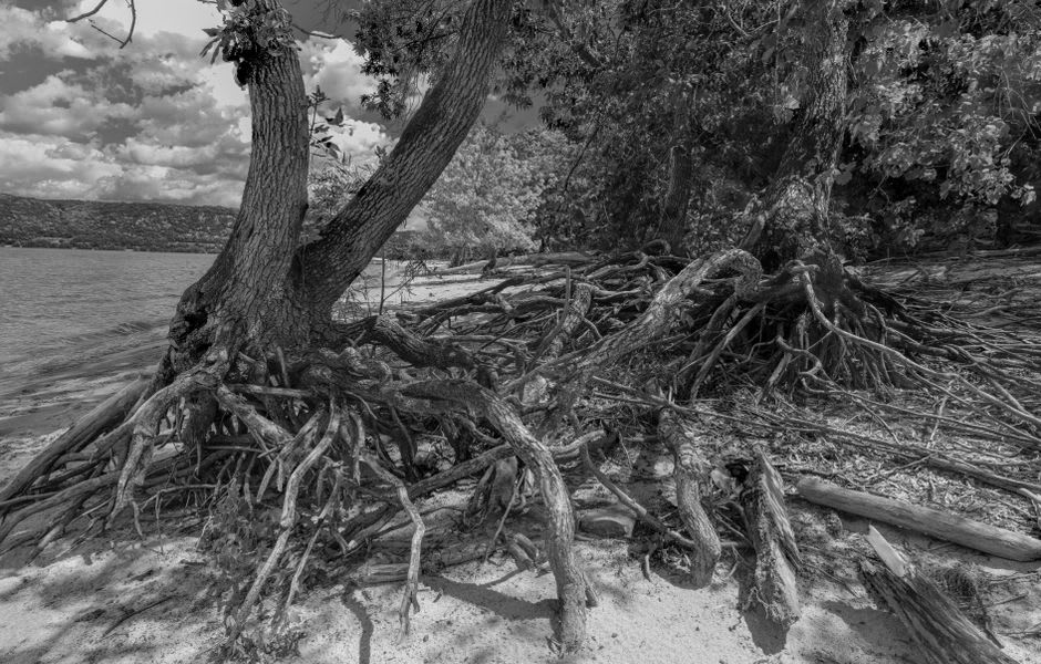 Weathered coastline showing sand erosion and exposed roots along Tepuka's shoreline