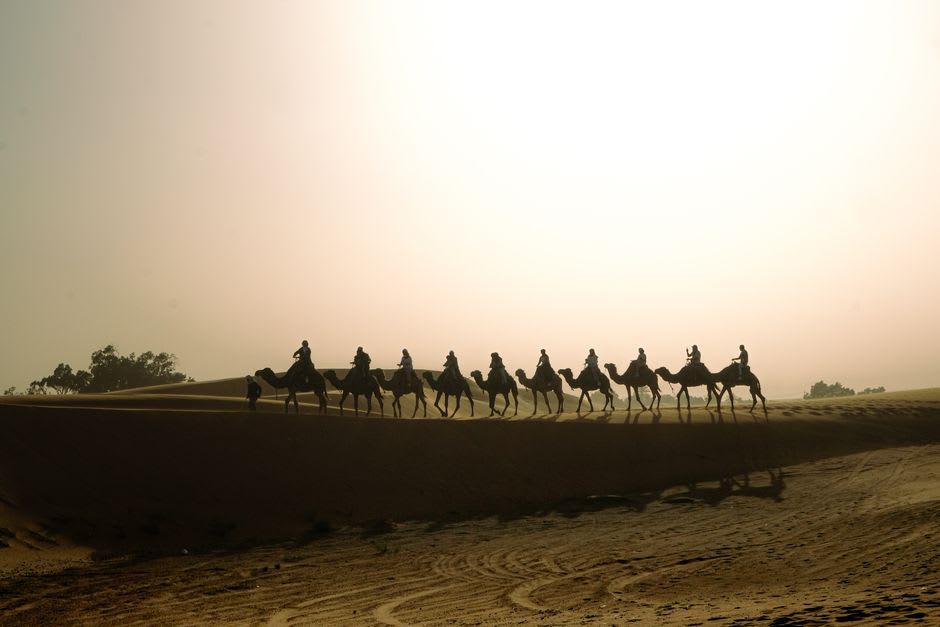 Camels being trained at dawn on a desert racing track in Al Marmoom, dust rising behind them