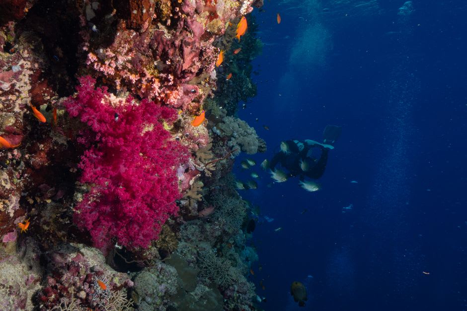 Scuba diver exploring a rocky reef with visible coral off the coast of Dibba