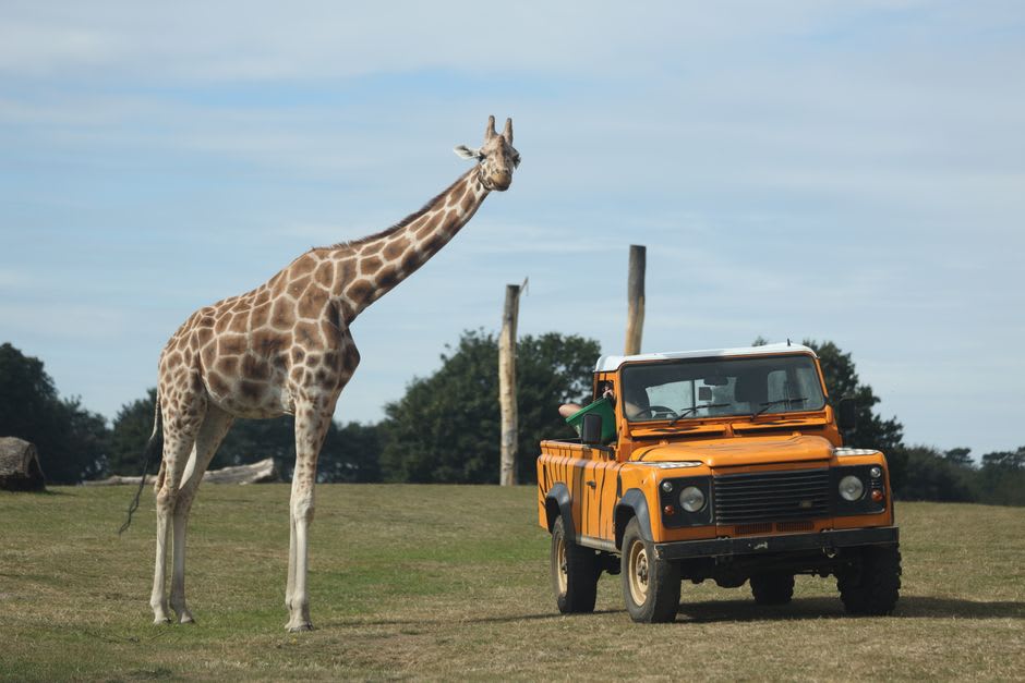 Camion de safari découvert passant devant des zèbres et girafes en train de paître à Dubai Safari Park