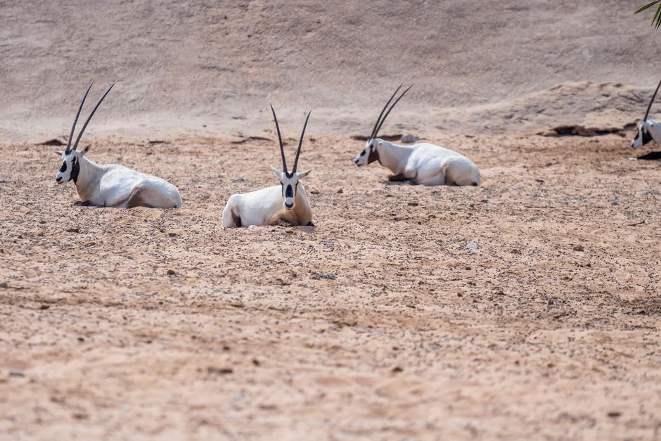 Un oryx d'Arabie debout dans un enclos paysagé façon désert à Dubai Safari Park