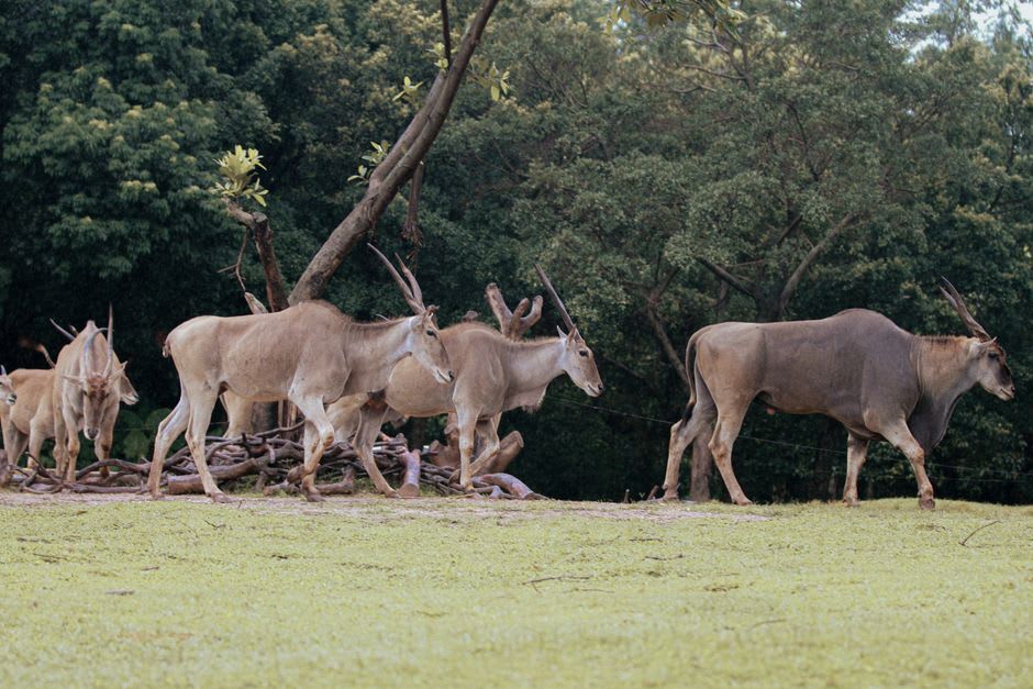 Eland grazing near acacia trees on a guided walking safari at Lake Mburo