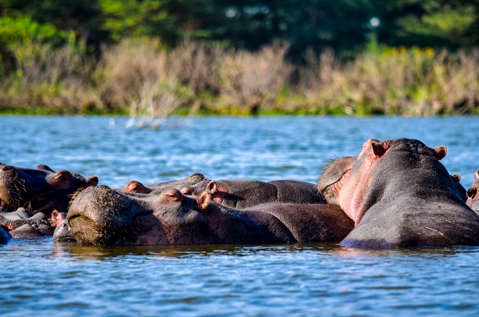 Hippos surfacing on the calm waters of Lake Mburo during a late-afternoon boat safari