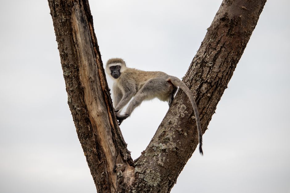 Vervet monkey perched on a tree branch in the forest interior of Bugala Island