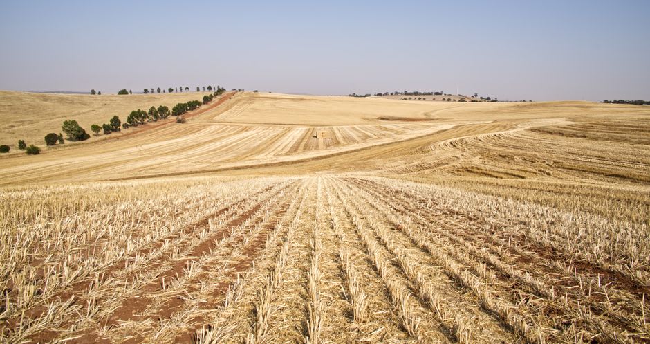 The flat wheat fields and open horizon of the Nebraska panhandle outside Alliance, Nebraska