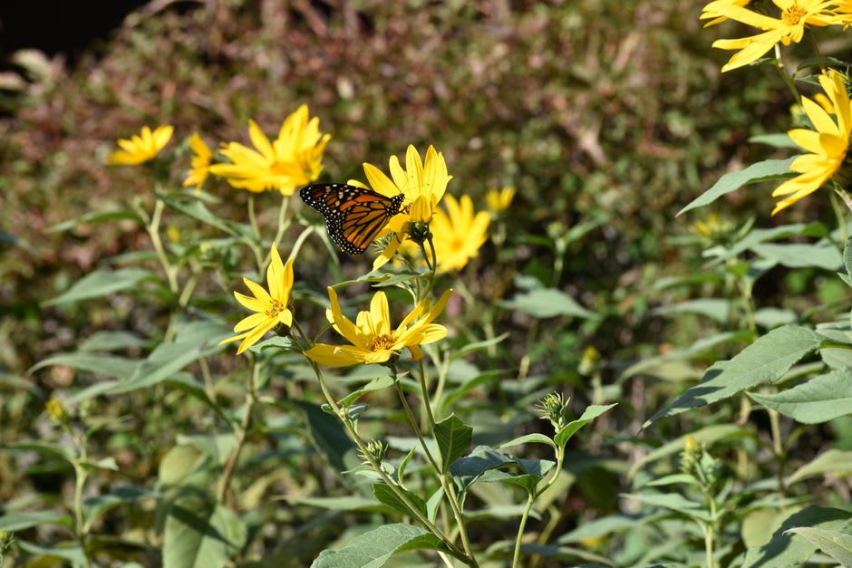 Monarch butterflies among wildflowers in the garden overlooking the Mississippi River bluffs at Bellevue State Park, Iowa