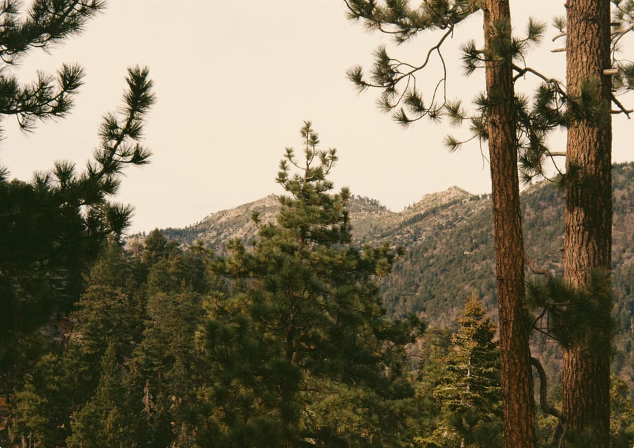 Tall Jeffrey pines along a forest trail on the ridge above Big Bear