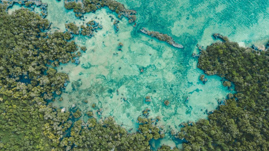 Colourful coral reef with sea fans and tropical fish in clear shallow water