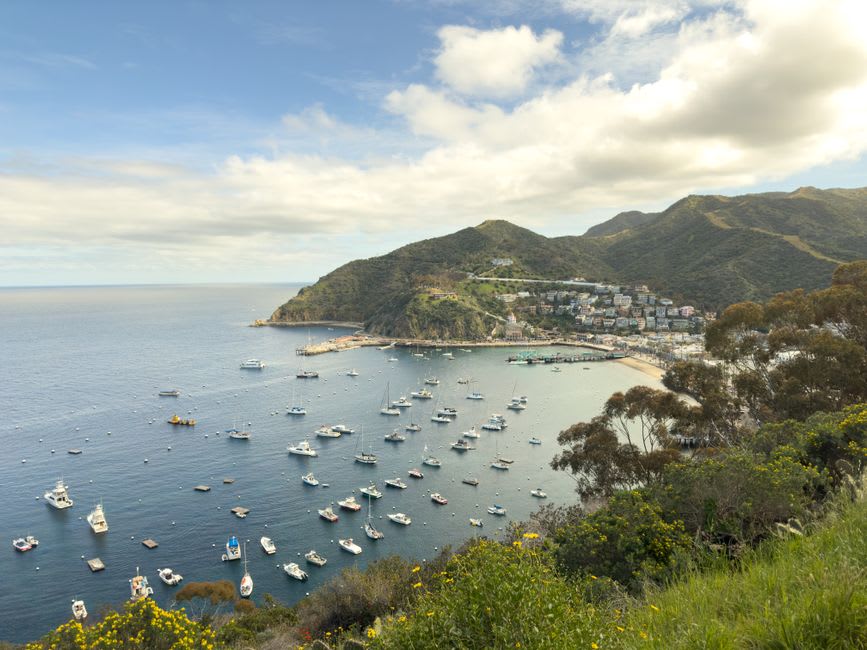 Bison grazing on golden hillsides in Catalina Island's rugged interior with the blue Pacific beyond the ridgeline