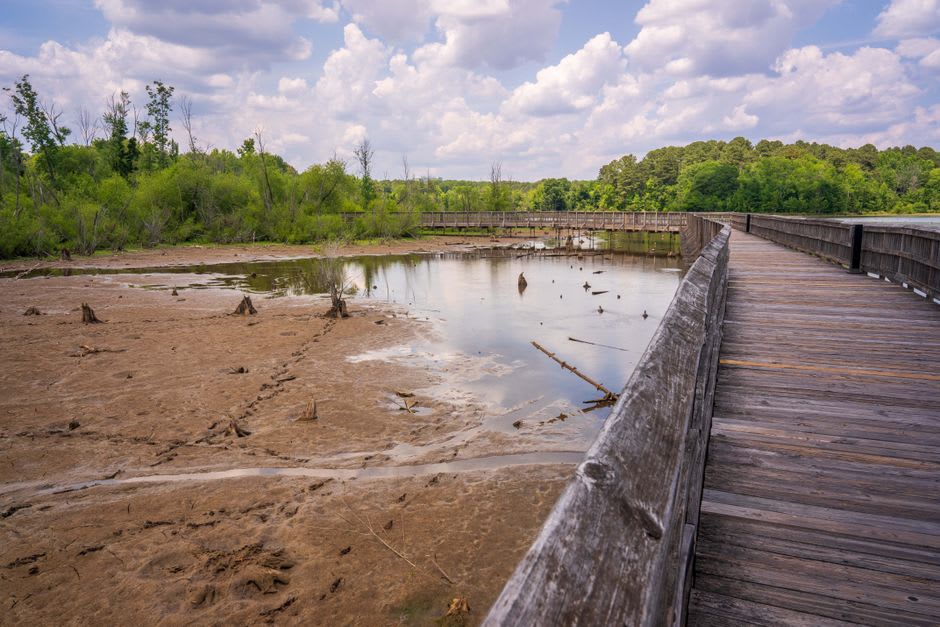 The elevated wooden boardwalk winding through towering old-growth cypress and hardwood trees at Congaree National Park with still water on either side