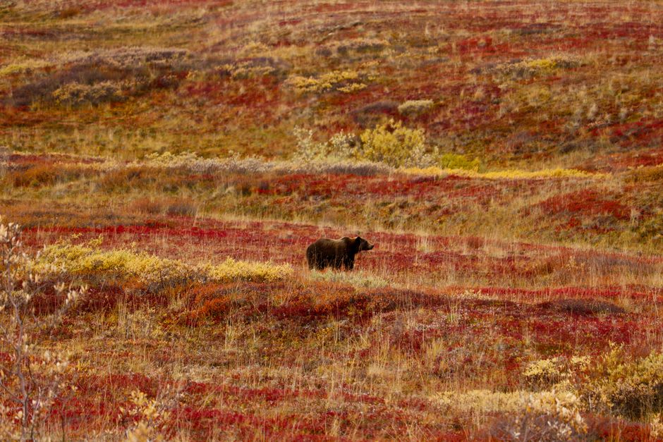 Autumn-colored tundra with dwarf shrubs and distant ridgelines in Denali