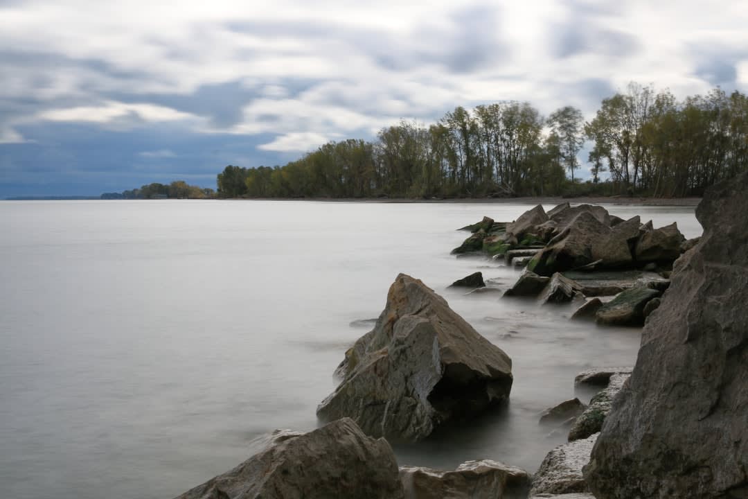 A flooded shelterbelt of dead trees standing in the open water of Devils Lake, North Dakota